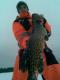 Hauki 7,40 kg