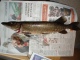 Hauki 1,20 kg