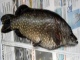 Hauki 2,64 kg
