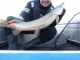 Hauki 4,40 kg