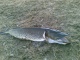 Hauki 6,00 kg