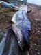 Hauki 6,00 kg