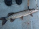 Hauki 1,25 kg