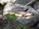Hauki 5,78 kg