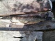 Hauki 2,50 kg