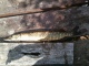 Hauki 1,05 kg