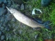 Hauki 3,80 kg