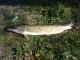 Hauki 2,00 kg