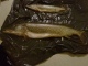 Hauki 9,80 kg