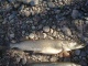 Hauki 5,50 kg