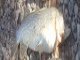 Hauki 5,00 kg