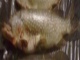 Hauki 4,90 kg