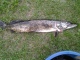 Hauki 1,22 kg