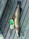Hauki 5,85 kg