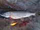 Hauki 2,12 kg