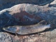 Hauki 1,76 kg