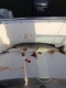 Hauki 7,33 kg