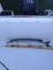 Hauki 3,20 kg