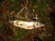 Hauki 4,03 kg