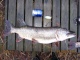 Hauki 4,49 kg