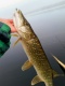 Hauki 2,18 kg