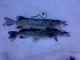 Hauki 3,20 kg