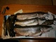 Hauki 10,70 kg
