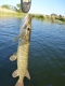 Hauki 3,20 kg
