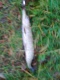 Hauki 400 g