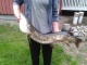 Hauki 8,75 kg