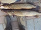 Hauki 2,00 kg