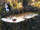 Hauki 3,20 kg