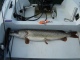 Hauki 6,70 kg