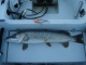 Hauki 7,00 kg