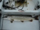 Hauki 7,30 kg