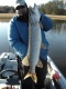 Hauki 8,00 kg