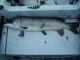 Hauki 7,10 kg