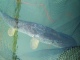 Hauki 4,05 kg