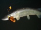 Hauki 5,80 kg