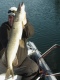 Hauki 7,55 kg