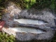 Hauki 1,21 kg