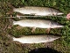 Hauki 2,38 kg