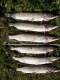 Hauki 4,40 kg