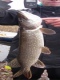 Hauki 1,89 kg