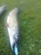 Hauki 1,97 kg