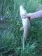 Hauki 2,00 kg