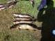 Hauki 3,40 kg