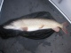 Hauki 9,20 kg