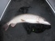 Hauki 7,36 kg