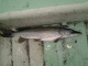 Hauki 1,06 kg